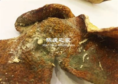 陈皮发霉长毛了还能食用吗